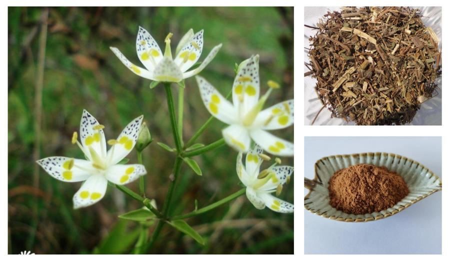 Swertia Chirata Extract,Swertia Japonica Extract