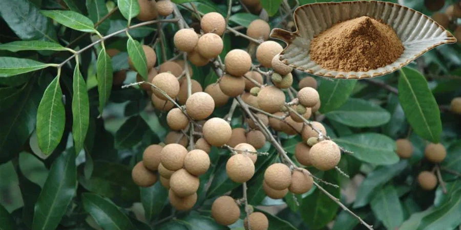 Wholesale Longan Fruit Powder