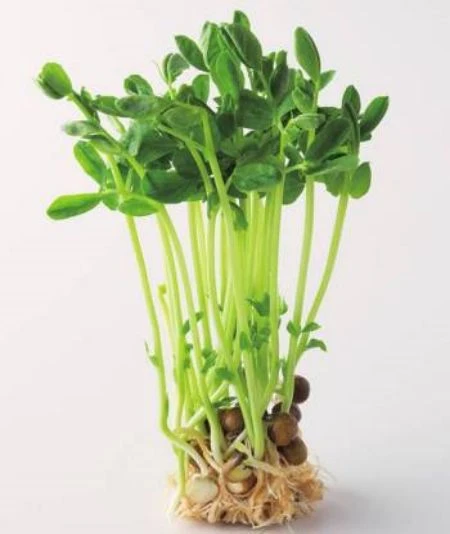 Broccoli Extract Powder, Broccoli Sprout Extract, L-Sulforaphane