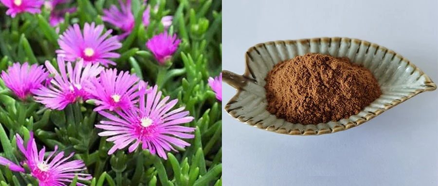 Mesembrianthemum Extract Mesembrianthemum Extract