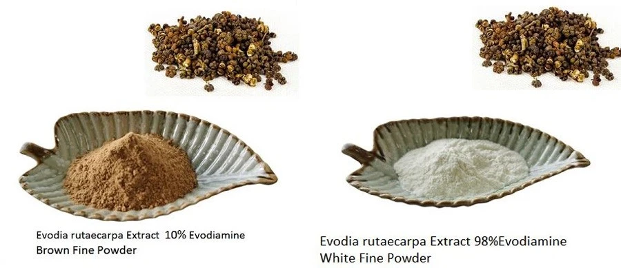 Evodia Rutaecarpa Extract Powder