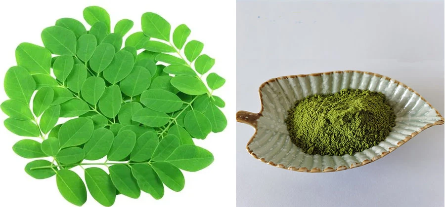 Moringa Leaf Powder Moringa Leaf Powder