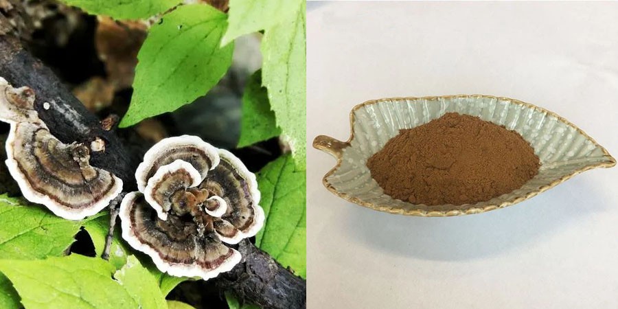 Turkey Tail Extract Powder Turkey Tail Extract Powder