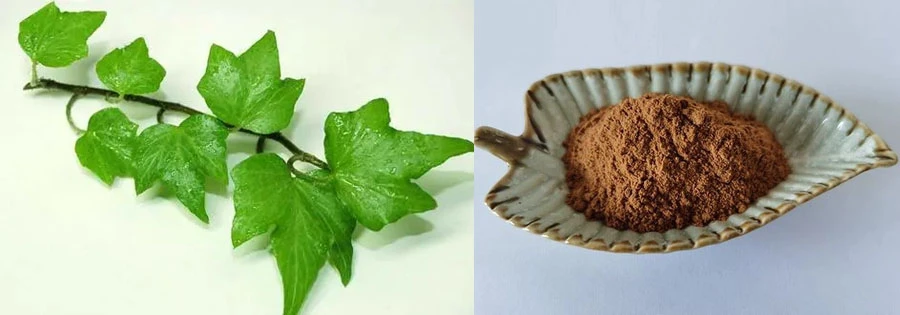 Hedera Helix Extract Powder manufacturers Hedera Helix Extract Powder manufacturers