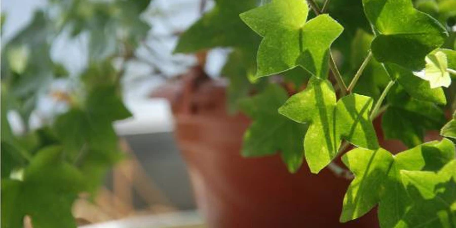 Hedera Helix Extract Powder price Hedera Helix Extract Powder price