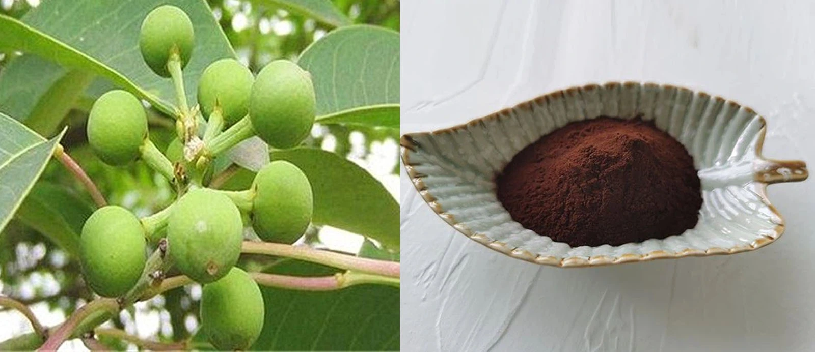 Quillaja Saponaria Extract Quillaja Saponaria Extract