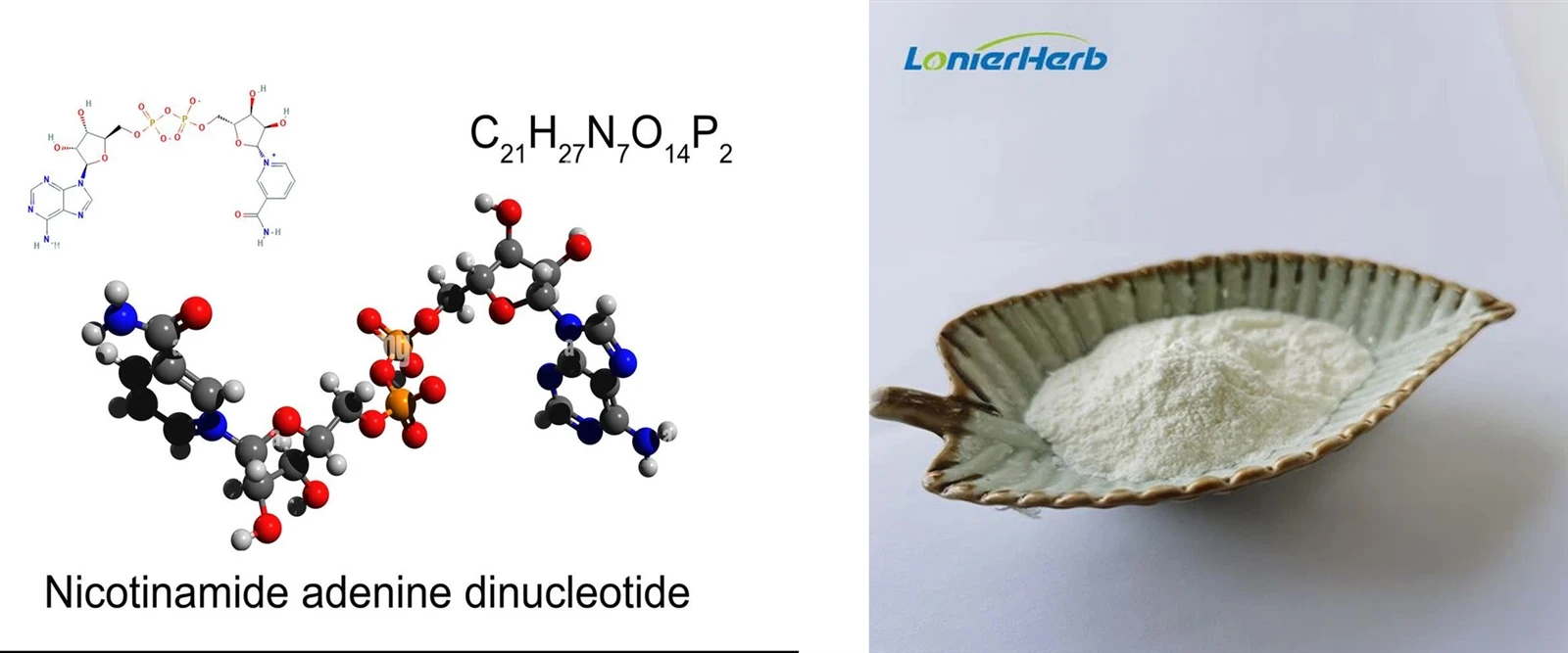 NAD Nicotinamide Adenine Dinucleotide